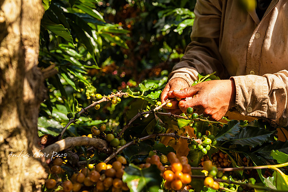 Zona cafetera sur del Huila.