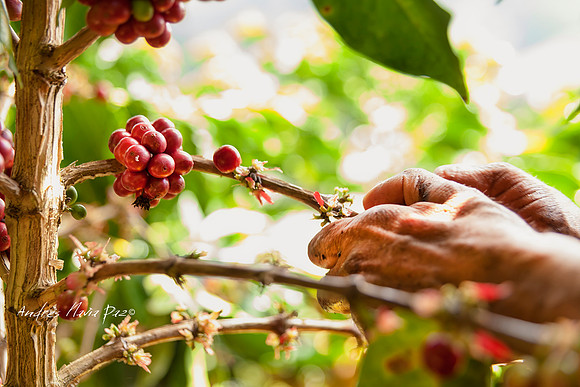 Zona cafetera sur del Huila.