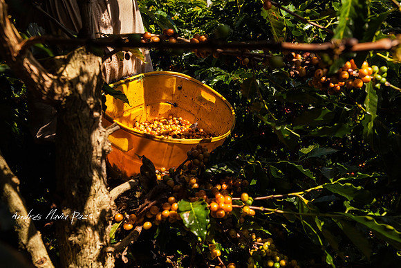 Zona cafetera sur del Huila.