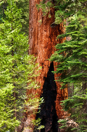 Yosemite National Park.