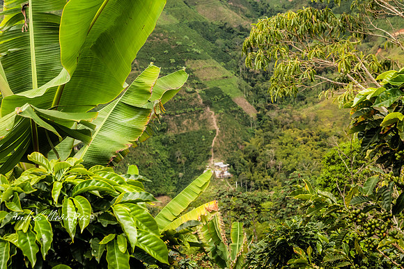 Zona cafetera sur del Huila.