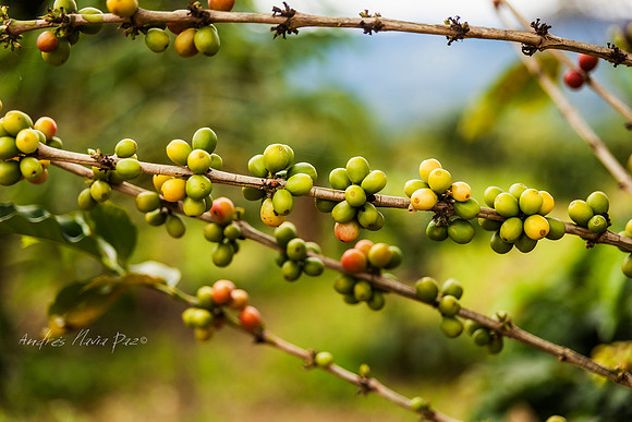 Zona cafetera sur del Huila.
