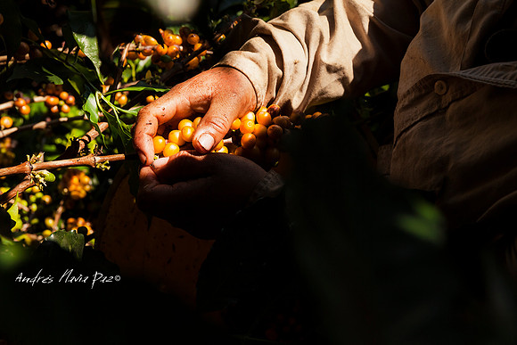 Zona cafetera sur del Huila.