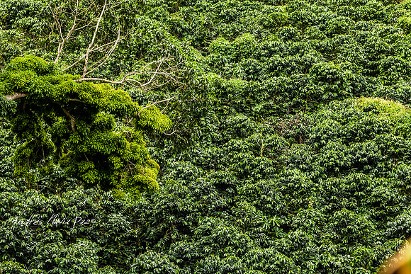 Zona cafetera sur del Huila.