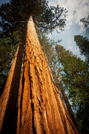 Yosemite National Park.