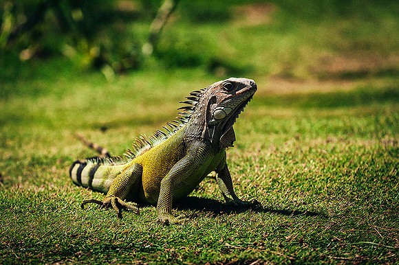 Bolivar (Golfo de Morrosquillo)