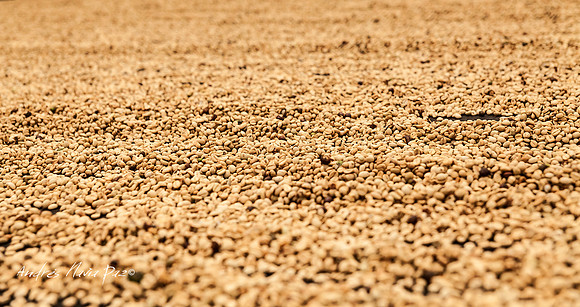 Zona cafetera sur del Huila.