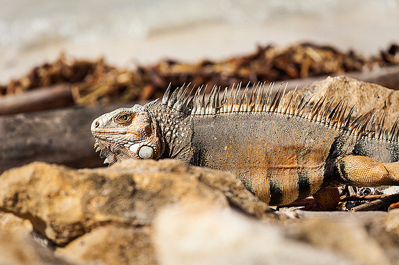 Bolivar (Golfo de Morrosquillo)