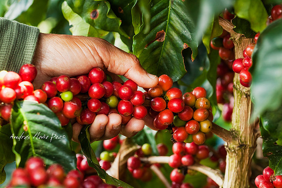 Zona cafetera sur del Huila.