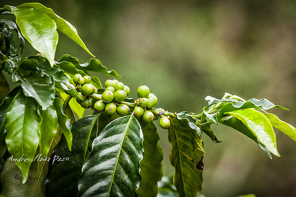 Zona cafetera sur del Huila.