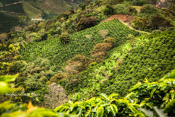 Zona cafetera sur del Huila.