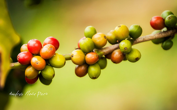 Zona cafetera sur del Huila.