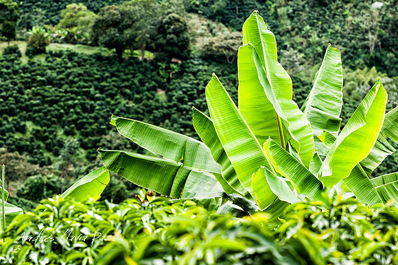 Zona cafetera sur del Huila.
