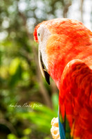 Amazonas - Colombia.