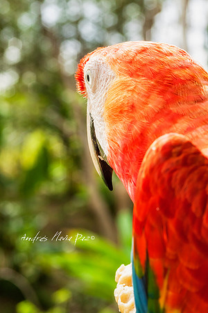 Amazonas - Colombia.