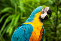 Amazonas - Colombia.
