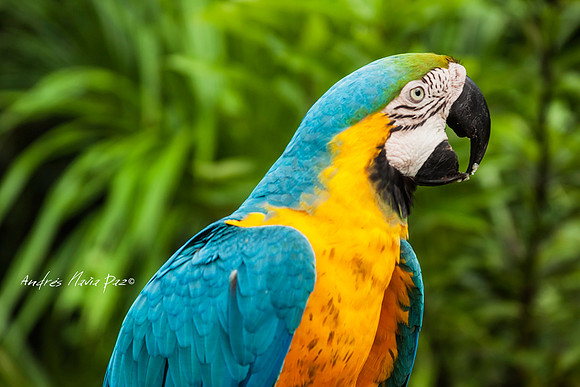 Amazonas - Colombia.