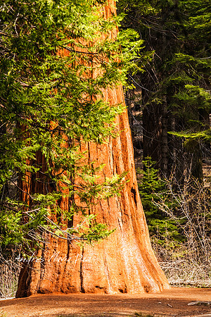 Yosemite National Park.
