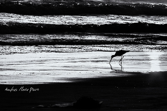 Huntington Beach (California).