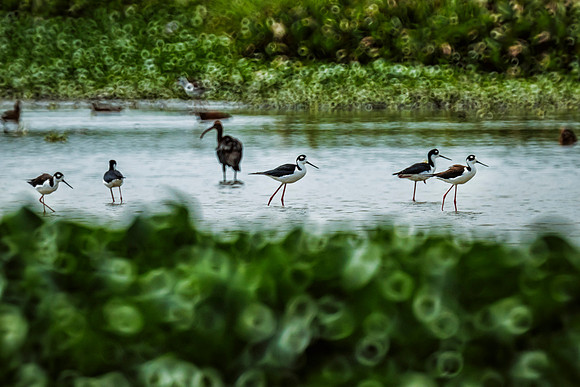Nombre: Las Patinadoras.