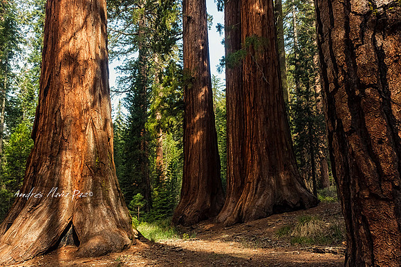 Yosemite National Park.