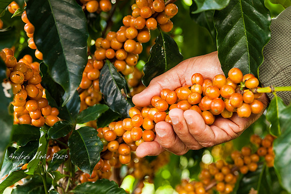 Zona cafetera sur del Huila.