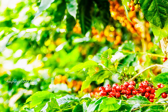 Zona cafetera sur del Huila.