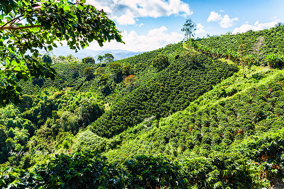 Zona cafetera sur del Huila.