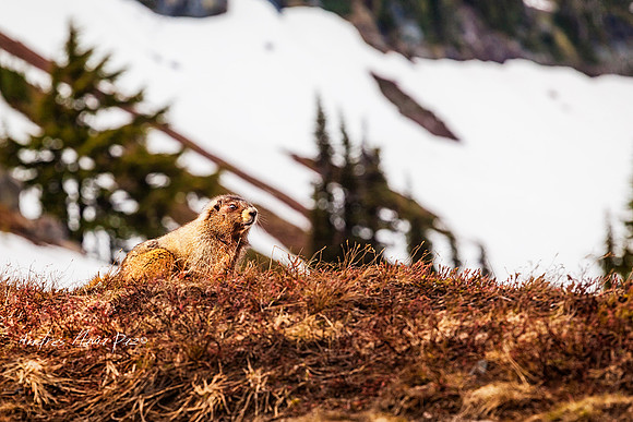 Mount Rainier National Park.