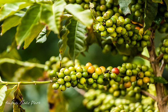 Zona cafetera sur del Huila.