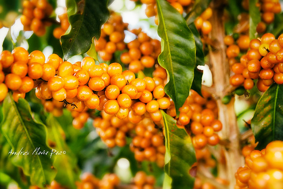Zona cafetera sur del Huila.