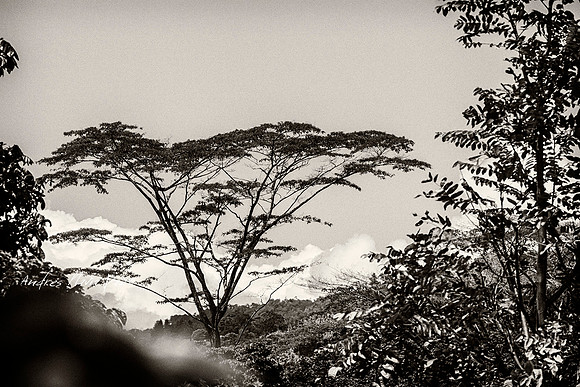 Zona cafetera sur del Huila.