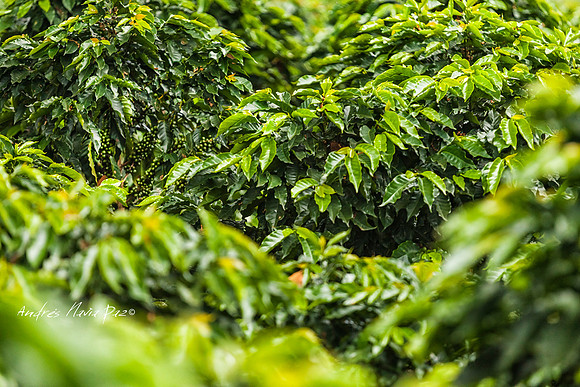 Zona cafetera sur del Huila.