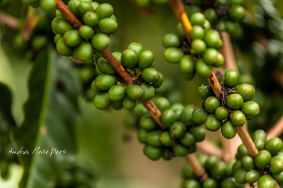 Zona cafetera sur del Huila.