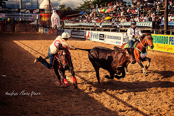 Encuentro Mundial de Coleo 2018