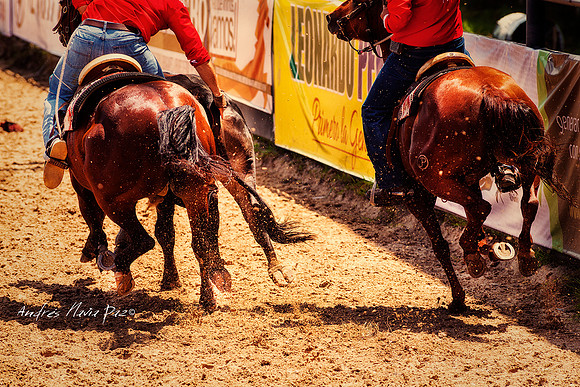Encuentro Mundial de Coleo 2018