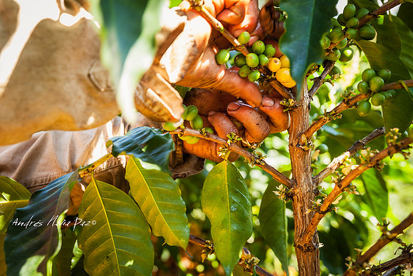 Zona cafetera sur del Huila.