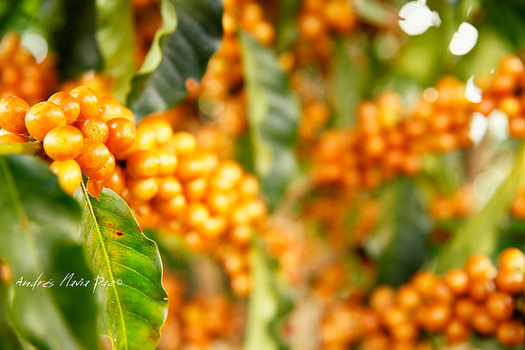 Zona cafetera sur del Huila.