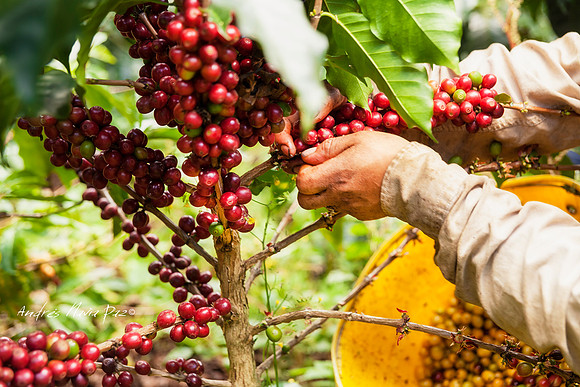 Zona cafetera sur del Huila.