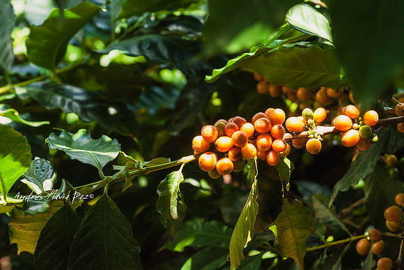 Zona cafetera sur del Huila.