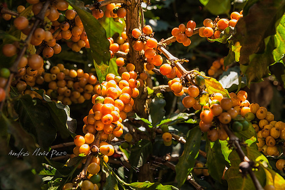 Zona cafetera sur del Huila.