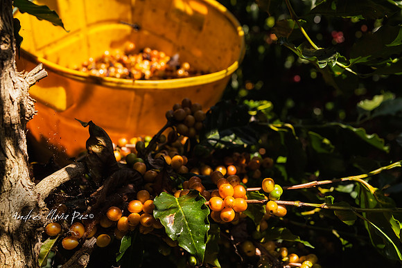 Zona cafetera sur del Huila.
