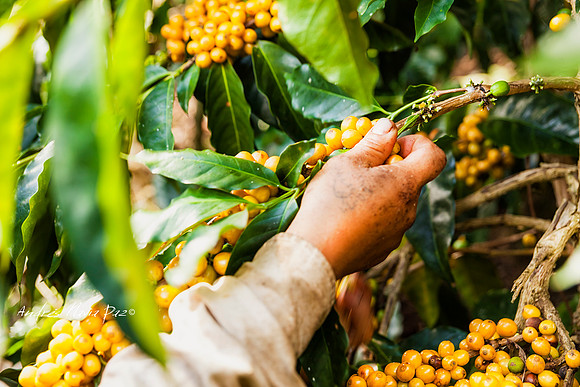 Zona cafetera sur del Huila.