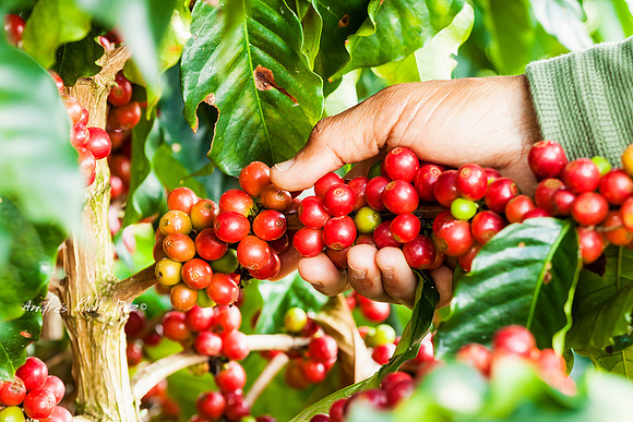 Zona cafetera sur del Huila.