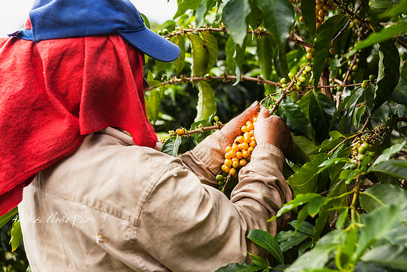 Zona cafetera sur del Huila.