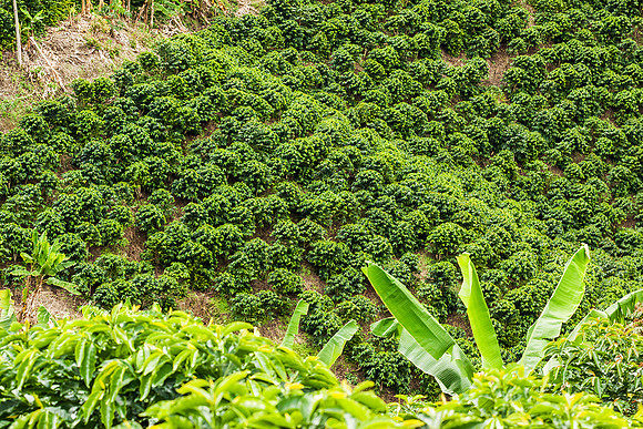 Zona cafetera sur del Huila.