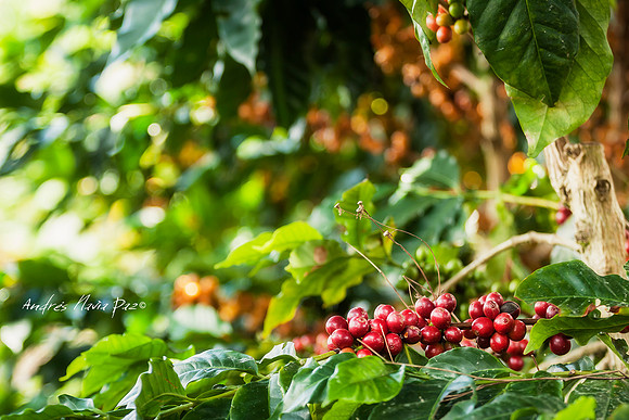 Zona cafetera sur del Huila.