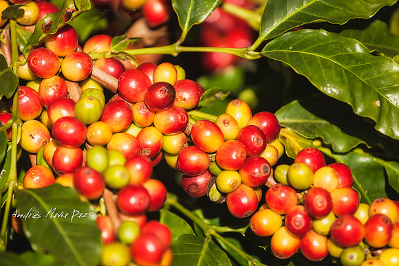 Zona cafetera sur del Huila.