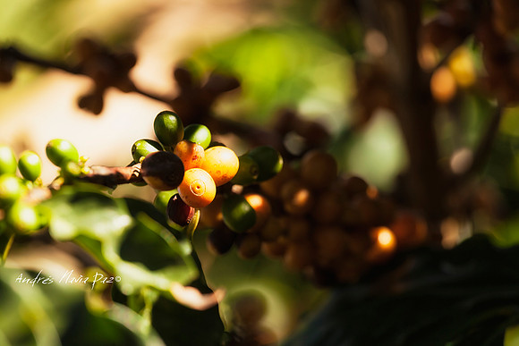 Zona cafetera sur del Huila.