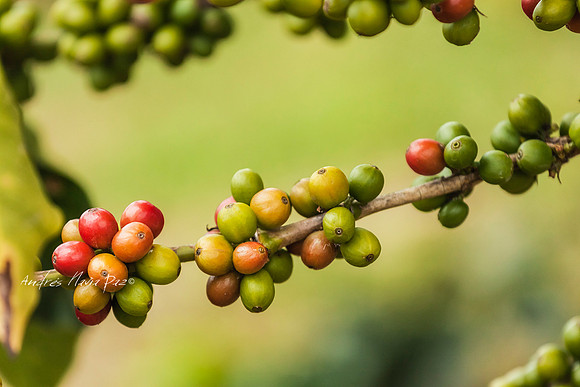 Zona cafetera sur del Huila.